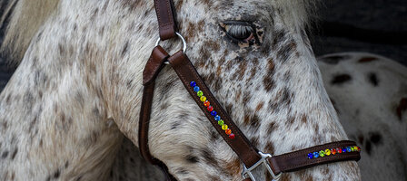 leren halster regenboog