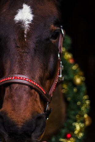 Leren halster rood